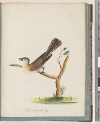 Page 60. Oiseau non identifié. Turdus cyanocephalus. Grive à tête bleue