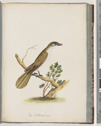 Page 61. Méliphage à face bleue. Turdus cyanoris. Grive à joues bleues