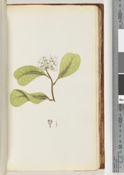 Page 61a. Le Mangrove