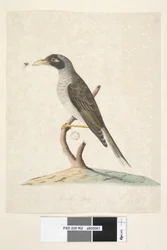 Page 62. Juin. Taille naturelle Noisy Miner Myzantha melanocephala, 1791-92