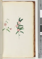 Page 62. Plante non identifiée