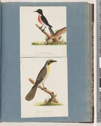 Page 64. Rouge-gorge écarlate. Musca crythrogastra. 65. Méliphage à touffes jaunes. Muscicapa novae Hollandiae
