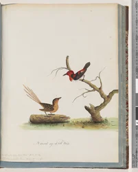 Page 66. 1. Méliphage écarlate. Certhia/Méliphage/orientale. 2. Oiseau non identifié. Muscicapa malachura