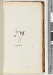 Page 66. Viola aphylla / Violette sauvage