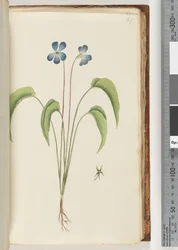 Plante non identifiée