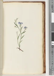 Page 68. Plante non identifiée