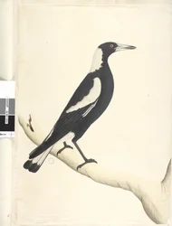 Page 6. Barita. taille naturelle Pie noire, Gymnorhina tibicen, 1791-92