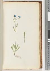 Page 70. Plante non identifiée