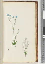 Page 71. Plante non identifiée