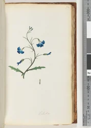 Page 72. Lobélie