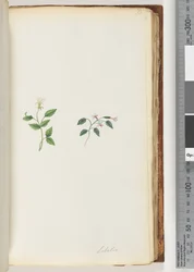 Page 73. Lobélie