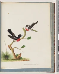 Page 73. Rouge-gorge écarlate