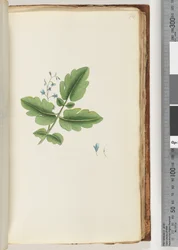 Page 74. Plante non identifiée