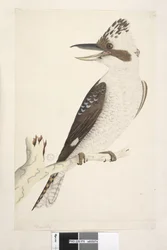 Page 75. Dacelo. le long du bord inférieur dans une autre main Taille naturelle. L
