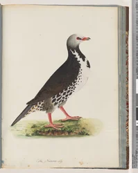 Page 76. Oiseau non identifié