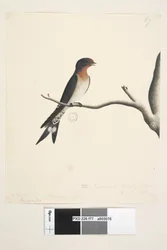 Page 77. Hirondelle. Taille naturelle Hirondelle de bienvenue Hirundo neoxena, 1791-92