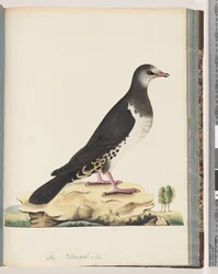 Oiseau non identifié