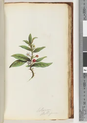 Page 78a. Solanum stelligerum / Morelle étoilée