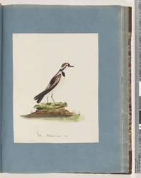 Page 79. Pluvier à front noir. Charadrius Hiaticula