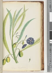 Page 79. Solanum longifolium