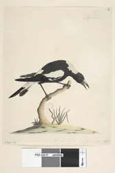 Page 7. Barita. suivant le titre dans une autre main 1/2 de la taille naturelle. une autre note dans une troisième main, lit Cet oiseau a une note très inhabituelle et non désagréable. Pie à dos noir Gymnorhina tibicen, 1791-92