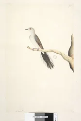 Page 80. Columba. Mai. Taille réelle Diamond Dove Geopelia cuneata, 1791-92