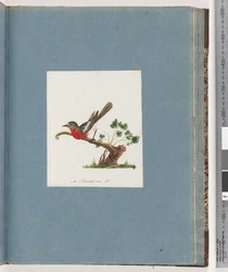 Page 81. Rouge-gorge écarlate