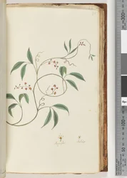 Page 81. Plante non identifiée