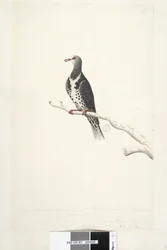 Page 81. Wunga, Wungee Pigeon. Dessiné à l