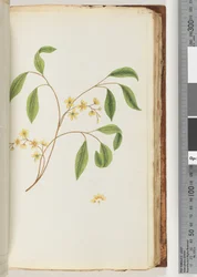 Page 82. Plante non identifiée