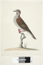 Page 83. Bronze Winged Pigeon. Taille réelle Brush Bronzewing Pigeon Phaps elegans, 1791-92