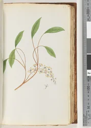 Page 83. Plante non identifiée