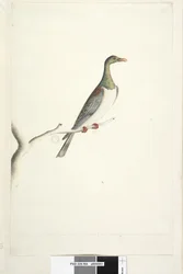 Page 84. Pigeon de l
