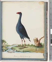 Page 84. Talève sultane