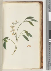 Page 84. Plante non identifiée