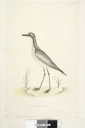 Page 85. Oedicnemus. Curlew de pierre du sud, Burhinus magnirostris, 1791-92