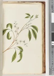 Plante non identifiée