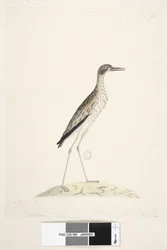 Page 86. Un oiseau de nuit. Oedicnemus. Curlew de pierre du sud, Burhinus magnirostris, 1791-92