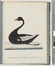 Page 86. Cygne noir. La femelle Anas atrata