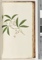 Page 86. Plante non identifiée
