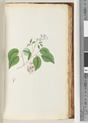 Page 87. Plante non identifiée