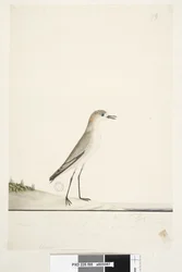 Page 88. Charadrius. sous la ligne de cadre dans une autre main Cet oiseau court sur le sol comme l