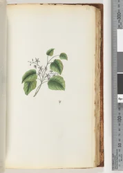 Page 88. Plante non identifiée
