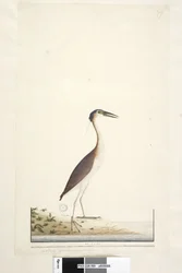 Page 89. Ardea ..?.. Héron de nuit Nankeen, Nycticorax caledonicus, 1791-92