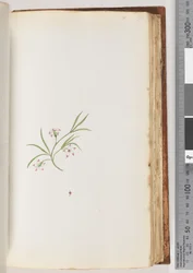 Page 90. Plante non identifiée