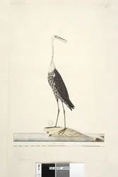 Page 91. Ciconia. au-dessus du titre dans une autre main décembre, iris douteux Héron à cou blanc Ardea pacifica Notophoyx pacifica, 1791-92
