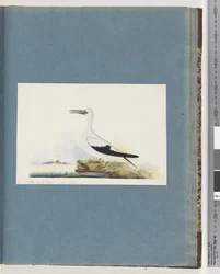 Page 91. Oiseau non identifié. Pel. borssanus