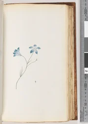 Page 91. Plante non identifiée