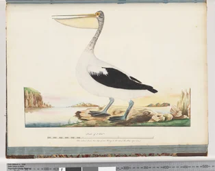 Page 92. Pélican australien
