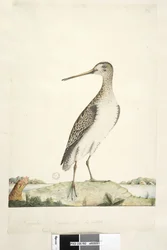 Page 92. Bécassine. Taille naturelle Bécassine japonaise Gallinago hardwicki, 1791-92
